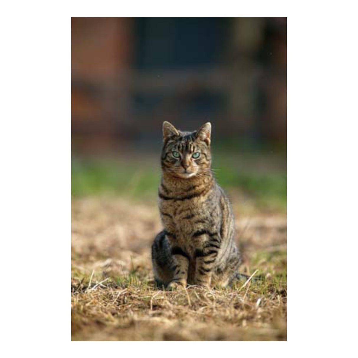 CSP Greetings Cards - Percy the Farm Cat