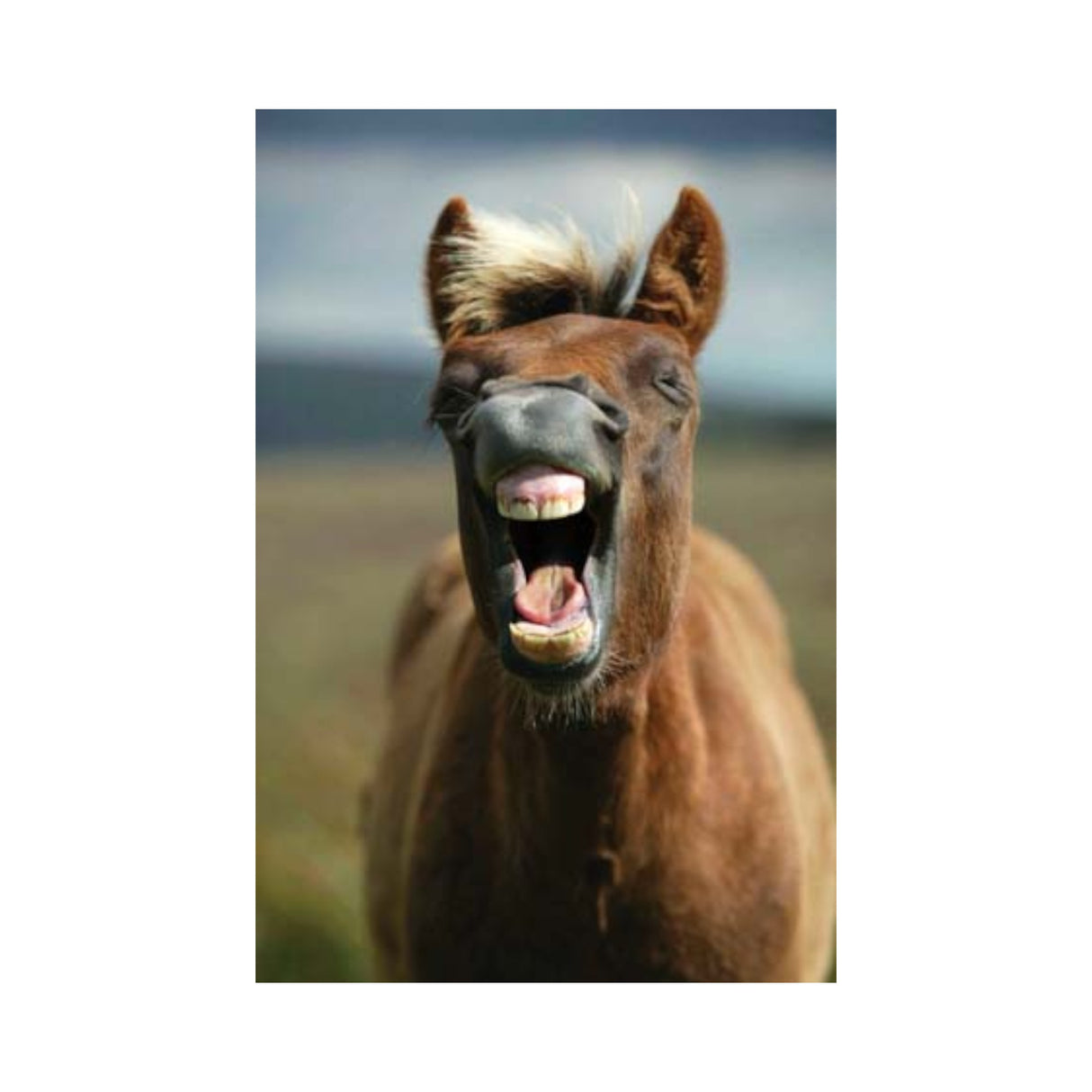 CSP Greetings Cards - Dartmoor Pony