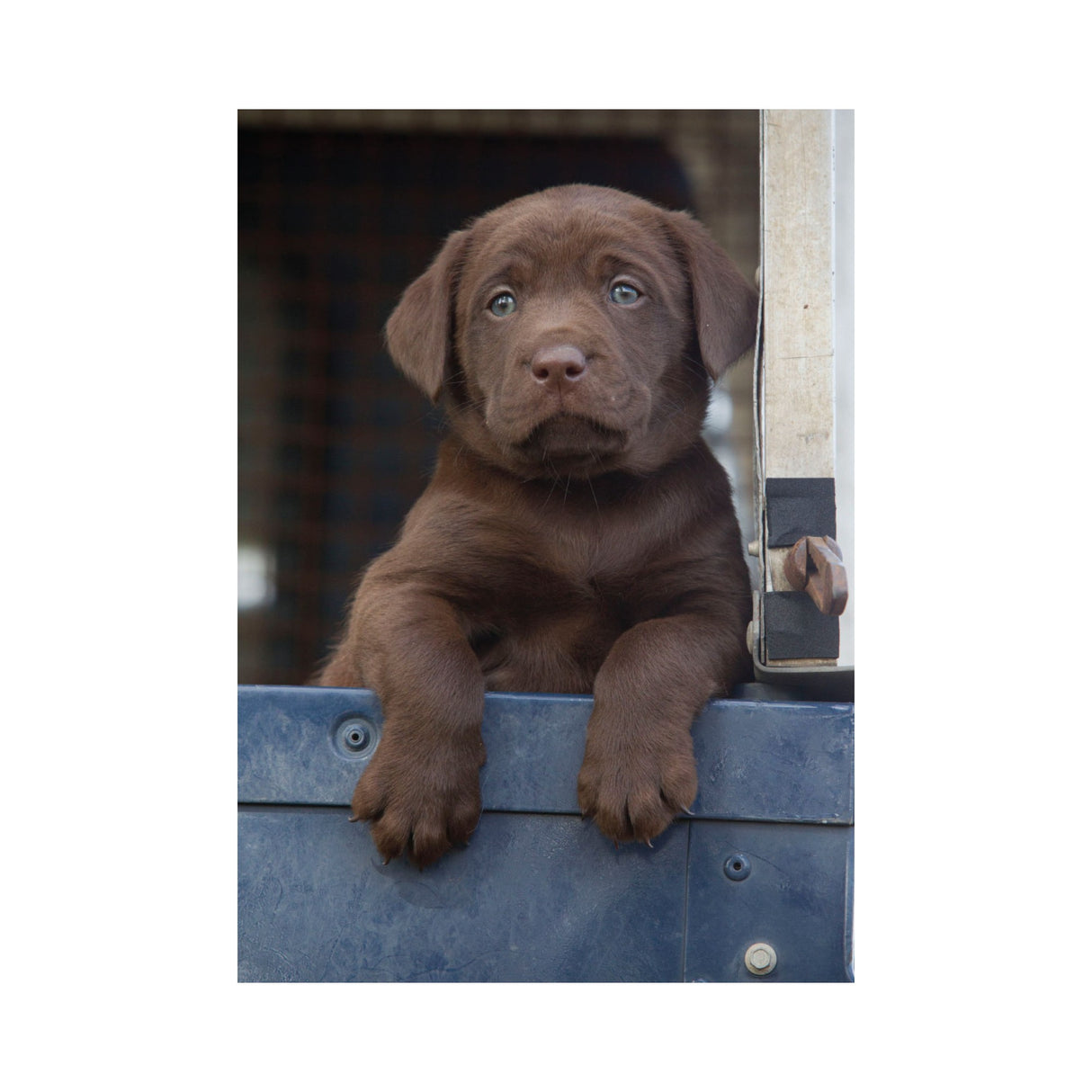CSP Greetings Cards - Chocolate Labrador Puppy in Land Rover